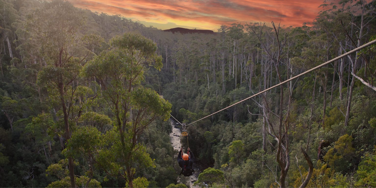 Treetops Adventure Hollybank | Tasmania's longest Zipline | Twilight Zipline Tour