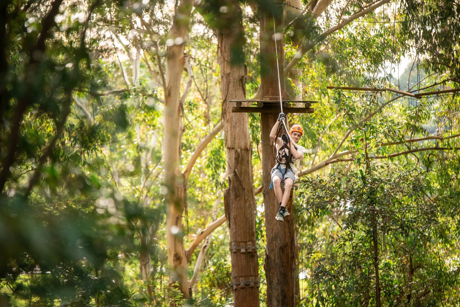 Treetops Adventure Belgrave | High Ropes & Zipline Adventure in Dandenong Ranges